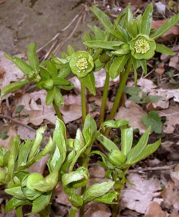  Image name: elleboro verde2.jpg 
 width: 578 pixel 
 height: 700 pixel 
 Size: 87778 bytes 
 Click to enlarge 